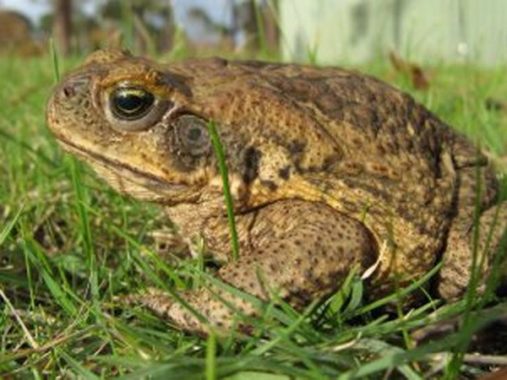 Ý nghĩa và con số lô tô may mắn của giấc mơ thấy cóc