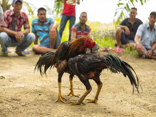 Mơ thấy gà – Giải mã ý nghĩa điềm báo của giấc mơ thấy gà