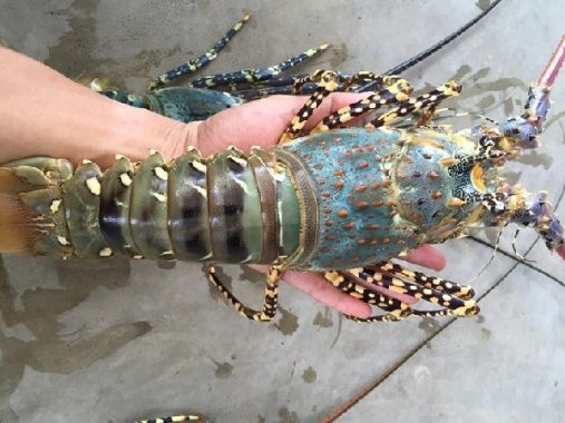 Mơ thấy tôm và những giải mã ý nghĩa giấc mơ thấy tôm