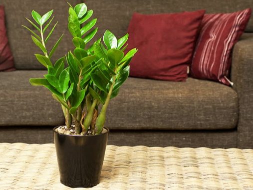 Cây Kim Tiền có những ý nghĩa gì trong phong thủy