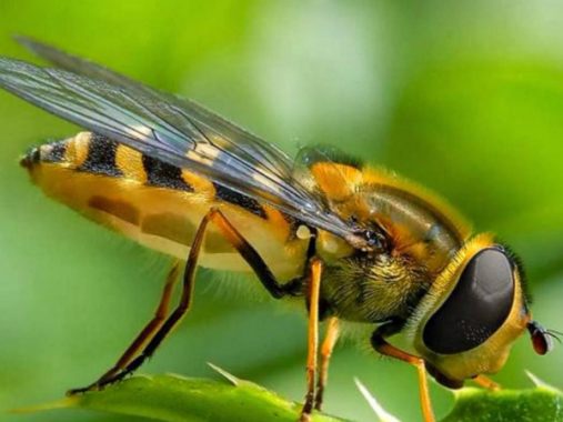 Nằm mơ thấy côn trùng có ý nghĩa gì chơi xổ số con gì may mắn