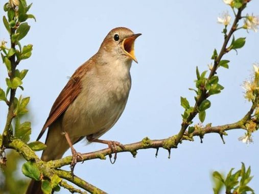 Nằm mơ thấy chim đánh con gì? Ý nghĩa giấc mơ thấy chim