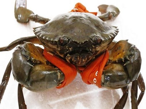 Nằm mơ thấy cua đánh con gì? Ý nghĩa mơ thấy cua