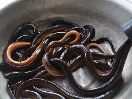 Chiêm bao mơ thấy con lươn là điềm báo hên hay xui?