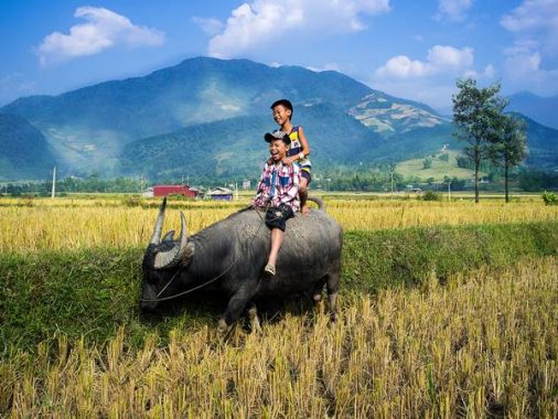 Mơ thấy trâu là điềm báo gì, ghi ngay con lô nào chắc ăn?