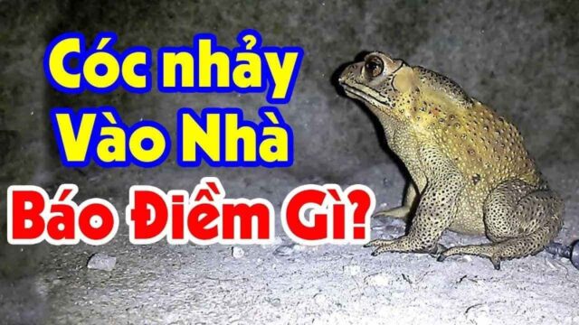 Cóc nhảy vào nhà điềm báo gì đánh số gì thì trúng lớn