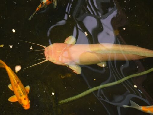 Luận giải ý nghĩa giấc mơ thấy cá trê đánh con gì?