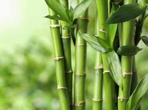 Mơ thấy cây tre đánh ngay cặp số đề nào khả năng ăn lớn?