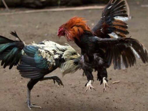 Ngủ mơ thấy gà chọi đánh số mấy ? Là điềm tốt hay xấu ?