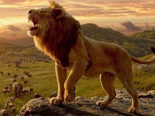 Mơ thấy sư tử đừng bỏ qua cặp số may mắn nào? Là điềm gì?