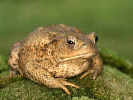 Chiêm bao mơ thấy con cóc đánh xổ số con gì may mắn dễ trúng?