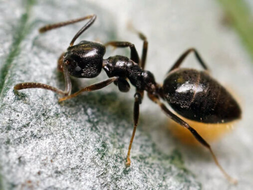 Nằm mơ thấy kiến đánh con gì có điềm báo gì may mắn