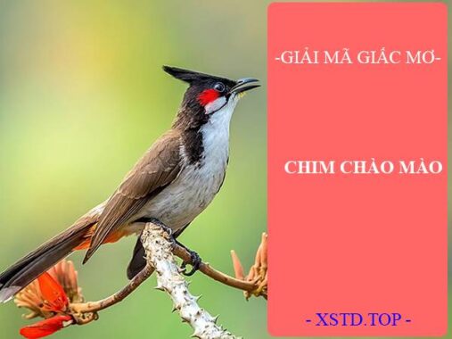 Mơ thấy chim chào mào đánh con gì? Ý nghĩa điềm báo giấc mơ
