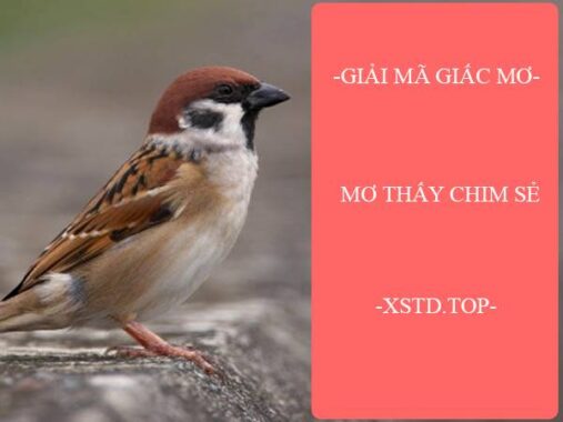 Mơ thấy chim sẻ đánh con gì? Con số may mắn là gì