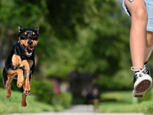 Nằm mơ thấy chó đen đuổi cắn là điềm gì? Đánh số mấy?