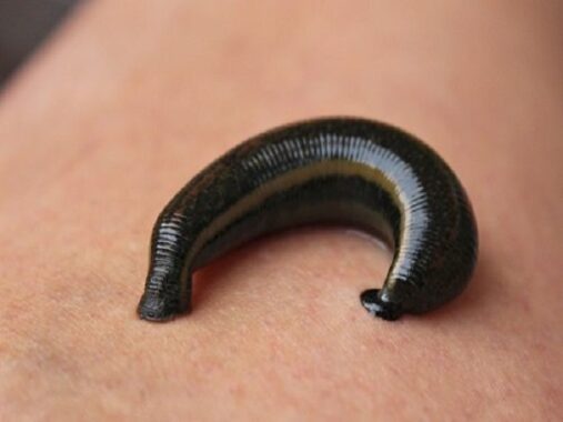 Nằm mơ thấy đỉa đánh con gì? Điềm báo giấc mơ