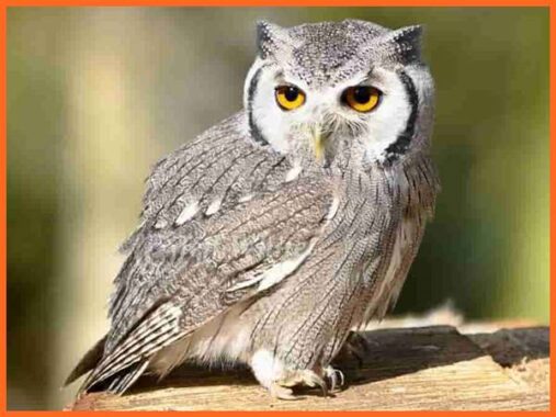 Mơ thấy cú mèo đánh xổ số số mấy? là điềm báo gì?