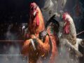 Đá gà UW88 – Huyền thoại giải trí đẳng cấp nhất xứ sở chùa Vàng