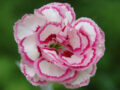 Nằm mơ thấy hoa cẩm chướng đánh con gì – Ý nghĩa giấc chiêm bao