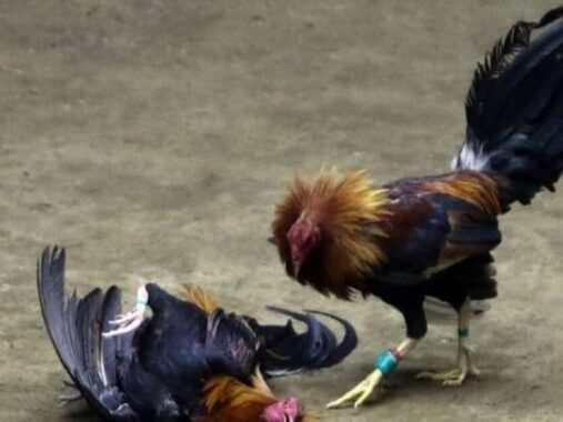 Mơ thấy gà chết đánh con gì gặp may, có ý nghĩa may mắn hay xui xẻo