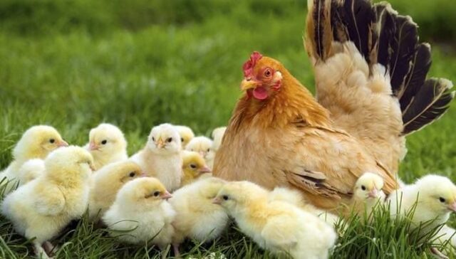 Mơ thấy gà con có phải niềm vui, nên đánh số nào gặp may mắn