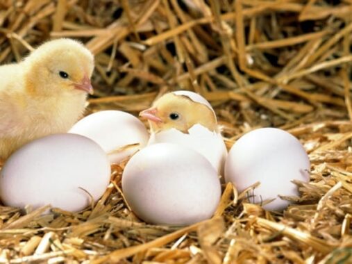 Mơ thấy gà con mới nở có phải điềm tốt, đánh con số nào gặp may