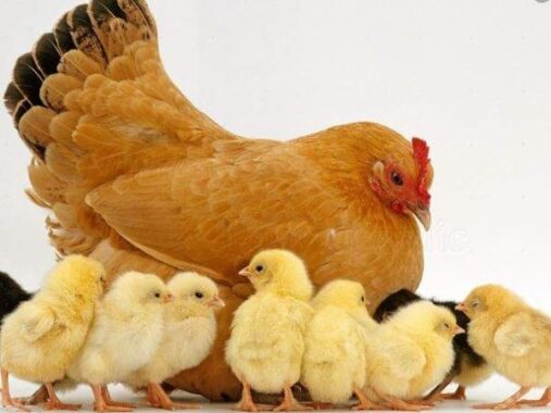 Mơ thấy gà mái là điềm báo tốt hay xấu, đâu là những con số liên quan