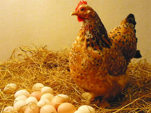 Mơ thấy gà mái đẻ trứng có ý nghĩa gì