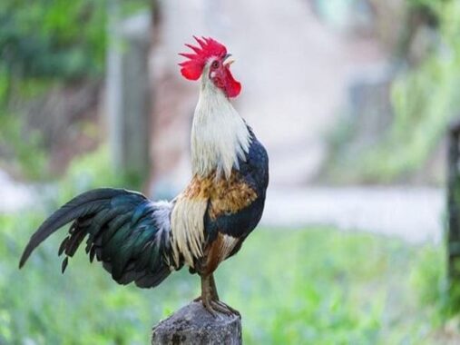 Mơ thấy gà trống điềm may hay dở, đánh số nào khả năng trúng cao