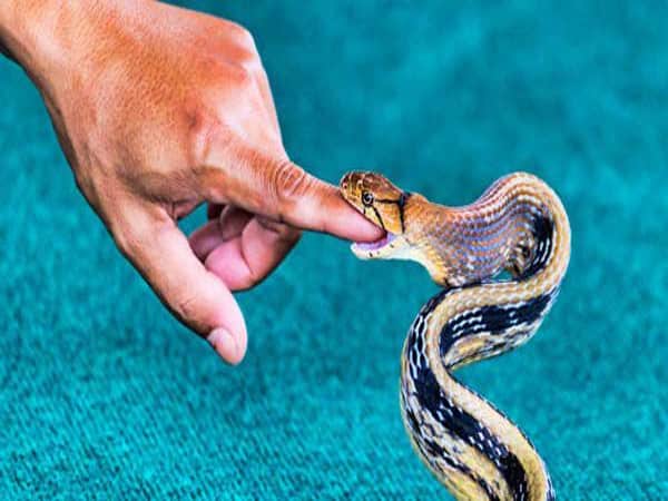 Mơ thấy rắn cắn vào ngón tay là điềm tốt hay xấu