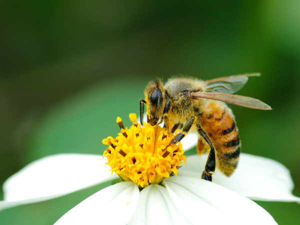 Nằm mơ thấy con ong số mấy, chọn đánh con gì để lộc phát?