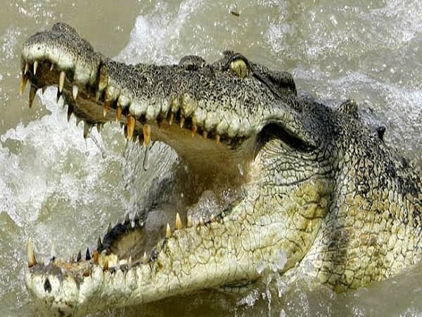 Nằm mơ thấy cá sấu đánh con gì có điềm báo gì thú vị