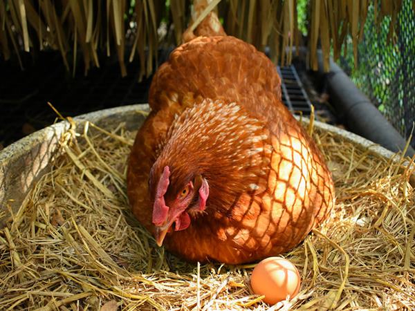 Mơ thấy gà đẻ trứng đánh ngay số mấy, điềm tốt hay xấu?