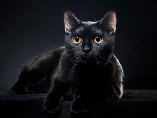Giải mã điềm báo giấc mơ thấy mèo đen