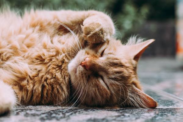 Mơ thấy mèo chết có phải là điềm xấu? Cách biến dữ hóa lành