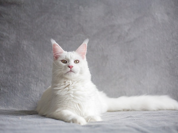 Ngủ mơ thấy mèo trắng may hay rủi đánh con gì hợp tuổi phát tài?