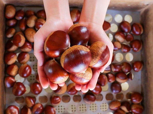 Ngủ mơ thấy hạt dẻ phản ánh khía cạnh cuộc sống gì?